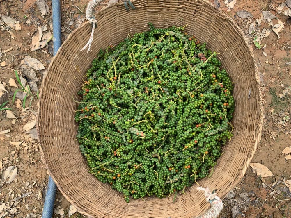 កម្ពុជា ត្រូវការពង្រឹងគុណភាពម្រេច និងភូតគាមអនាម័យ