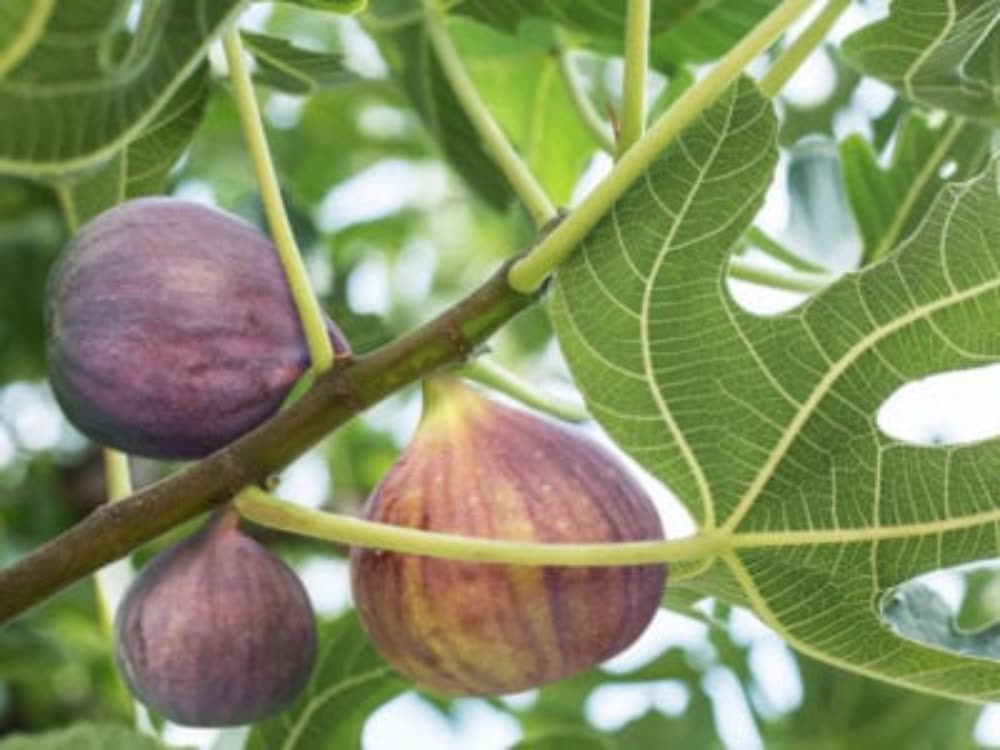 Fig Fruit Telugu Name at William Hertzler blog